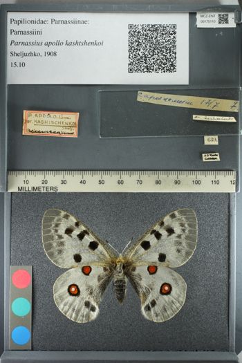 Media type: image;   Entomology 175110